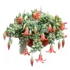 Cotyledon Pendens Live Succulent Plant 4" Pot - Trailing Houseplant - Image 1