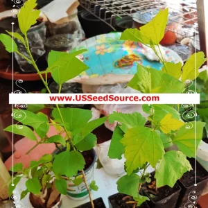 Cotyledon Pendens Seeds - 25 pcs Rare Succulent Plant Seeds for Indoor & Outdoor - Image 6