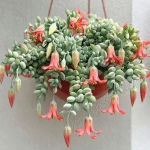 Cotyledon Pendens Seeds - 25 pcs Rare Succulent Plant Seeds for Indoor & Outdoor - Image 1