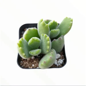 Cotyledon Tomentosa Bear's Paw Succulent Live Plant 2 Inch Pot Indoor Outdoor - Image 2