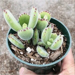 Cotyledon Tomentosa Bear's Paw Succulent Live Plant 2 Inch Pot Indoor Outdoor - Image 3