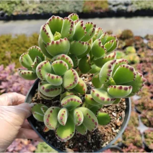 Cotyledon Tomentosa Bear's Paw Succulent Live Plant 2 Inch Pot Indoor Outdoor - Image 4
