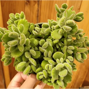 Cotyledon Tomentosa Bear's Paw Succulent Live Plant 2 Inch Pot Indoor Outdoor - Image 5