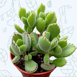Cotyledon Tomentosa Bear's Paw Succulent Live Plant 2 Inch Pot Indoor Outdoor - Image 6