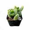 Cotyledon Tomentosa Bear's Paw Succulent Live Plant 2 Inch Pot Indoor Outdoor - Image 1