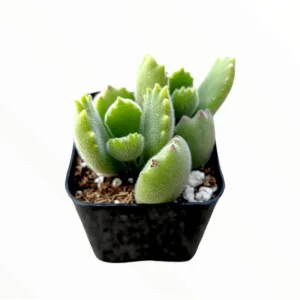Cotyledon Tomentosa Bear's Paw Succulent Live Plant 2 Inch Pot Indoor Outdoor - Image 1
