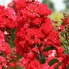 Crape Myrtle Cuttings - Fast Growing Plant for Rooting - 7 Cuttings - Image 1
