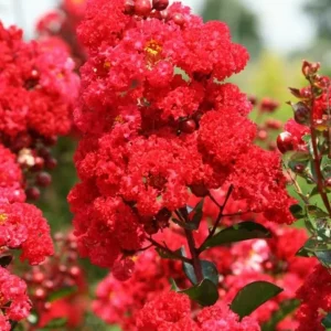 Crape Myrtle Cuttings - Fast Growing Plant for Rooting - 7 Cuttings - Image 1