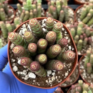 Crassula Baby Necklace - Live Succulent Plant - Trailing Indoor Plant - Image 2