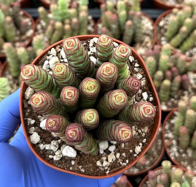 Crassula Baby Necklace - Live Succulent Plant - Trailing Indoor Plant - Image 2