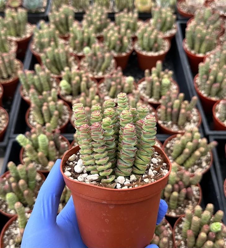 Crassula Baby Necklace - Live Succulent Plant - Trailing Indoor Plant - Image 1