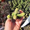 Crassula Baby Necklace Succulent Live Plant - Crassula Perforata - 2in Pot - Image 1