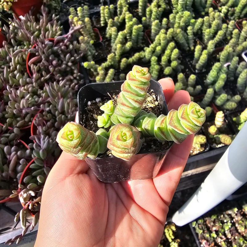 Crassula Baby Necklace Succulent Live Plant - Crassula Perforata - 2in Pot - Image 1