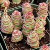 Crassula 'Baby's Necklace' Succulent Live Plant - 2 Inch Pot for Indoor/Outdoor - Image 1
