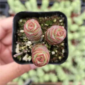 Crassula 'Baby's Necklace' Succulent Live Plant - 2 Inch Pot for Indoor/Outdoor - Image 2