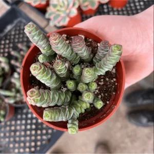 Crassula 'Baby's Necklace' Succulent Live Plant - 2 Inch Pot for Indoor/Outdoor - Image 3