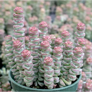 Crassula 'Baby's Necklace' Succulent Live Plant - 2 Inch Pot for Indoor/Outdoor - Image 5