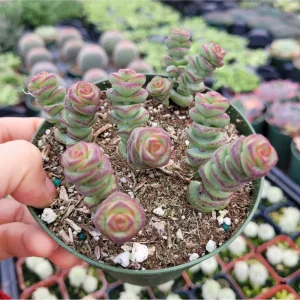 Crassula 'Baby's Necklace' Succulent Live Plant - 2 Inch Pot for Indoor/Outdoor - Image 6