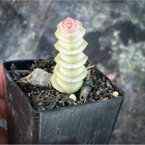 Crassula 'Baby's Necklace' Variegated Succulent Live Plant 2 Inch Pot Indoor Outdoor - Image 1