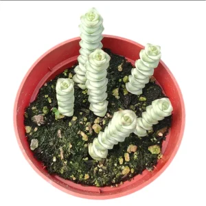 Crassula 'Baby's Necklace' Variegated Succulent Live Plant 2 Inch Pot Indoor Outdoor - Image 2