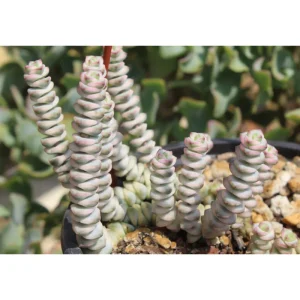 Crassula 'Baby's Necklace' Variegated Succulent Live Plant 2 Inch Pot Indoor Outdoor - Image 3