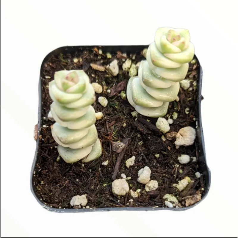Crassula 'Baby's Necklace' Variegated Succulent Live Plant 2 Inch Pot Indoor Outdoor - Image 4
