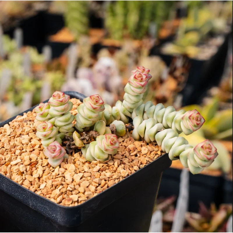 Crassula 'Baby's Necklace' Variegated Succulent Live Plant 2 Inch Pot Indoor Outdoor - Image 5