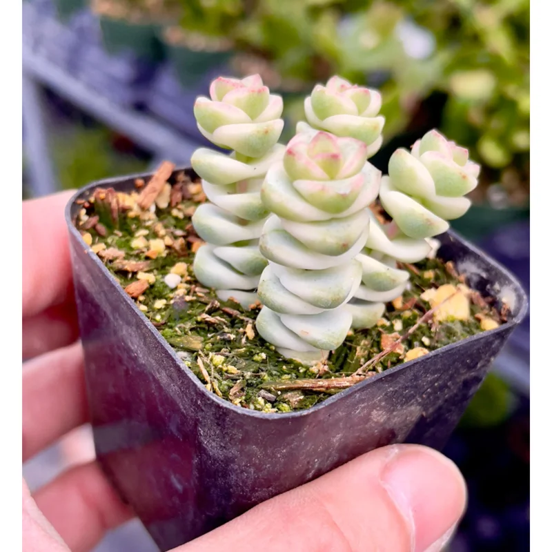 Crassula 'Baby's Necklace' Variegated Succulent Live Plant 2 Inch Pot Indoor Outdoor - Image 6