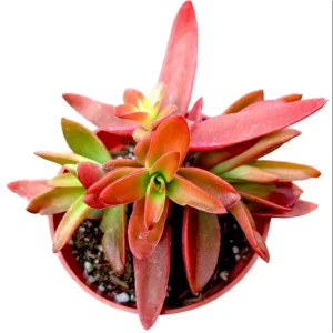 Crassula Capitella 'Campfire' Succulent Live Plant - 2 Inch Pot - Indoor Outdoor - Image 2
