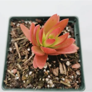 Crassula Capitella 'Campfire' Succulent Live Plant - 2 Inch Pot - Indoor Outdoor - Image 3