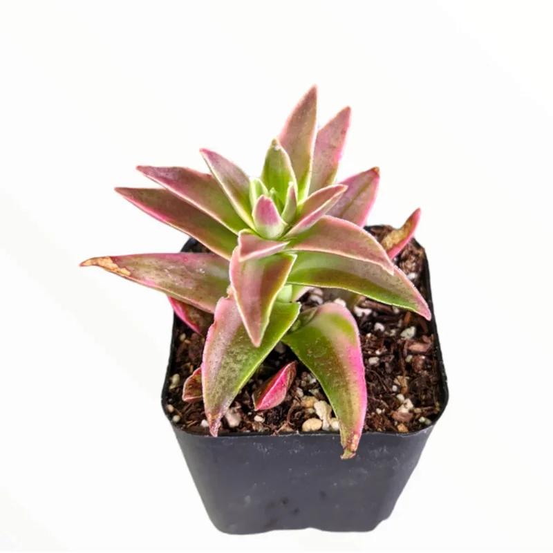 Crassula Capitella 'Campfire' Variegata Succulent Live Plant, 2 Inch Pot, Indoor/Outdoor - Image 2