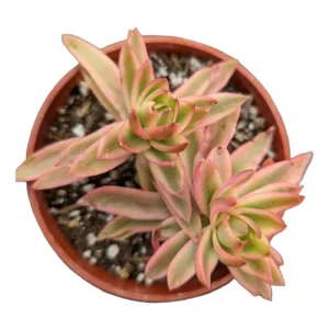 Crassula Capitella 'Campfire' Variegata Succulent Live Plant, 2 Inch Pot, Indoor/Outdoor - Image 4