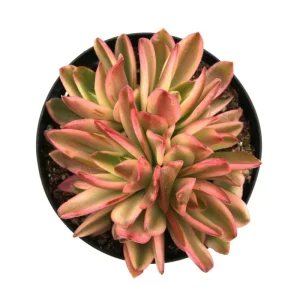Crassula Capitella 'Campfire' Variegata Succulent Live Plant, 2 Inch Pot, Indoor/Outdoor - Image 5