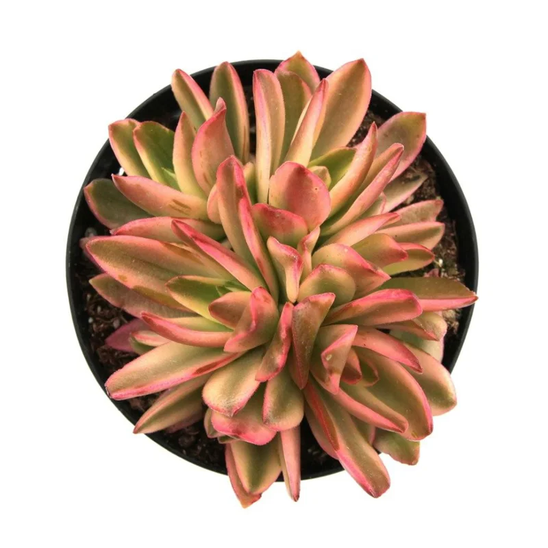 Crassula Capitella 'Campfire' Variegata Succulent Live Plant, 2 Inch Pot, Indoor/Outdoor - Image 5