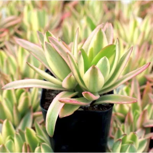 Crassula Capitella 'Campfire' Variegata Succulent Live Plant, 2 Inch Pot, Indoor/Outdoor - Image 6
