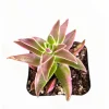 Crassula Capitella 'Campfire' Variegata Succulent Live Plant, 2 Inch Pot, Indoor/Outdoor - Image 1