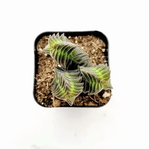 Crassula Capitella 'Pagoda Village' Succulent Live Plant 2 Inch Pot Indoor/Outdoor - Image 2