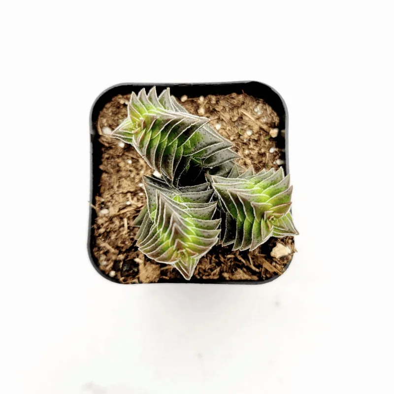 Crassula Capitella 'Pagoda Village' Succulent Live Plant 2 Inch Pot Indoor/Outdoor - Image 2