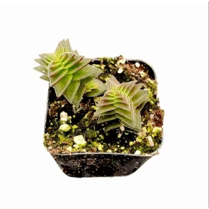 Crassula Capitella 'Pagoda Village' Succulent Live Plant 2 Inch Pot Indoor/Outdoor - Image 3