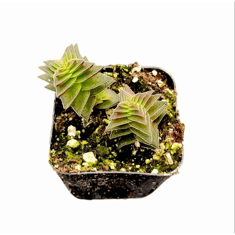Crassula Capitella 'Pagoda Village' Succulent Live Plant 2 Inch Pot Indoor/Outdoor - Image 3