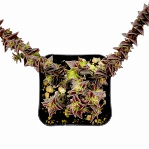 Crassula Capitella 'Pagoda Village' Succulent Live Plant 2 Inch Pot Indoor/Outdoor - Image 4