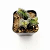 Crassula Capitella 'Pagoda Village' Succulent Live Plant 2 Inch Pot Indoor/Outdoor - Image 1