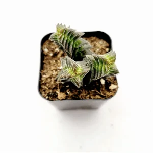 Crassula Capitella 'Pagoda Village' Succulent Live Plant 2 Inch Pot Indoor/Outdoor - Image 1