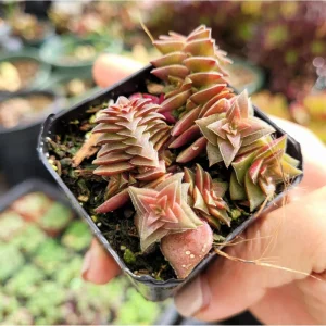 Crassula Capitella 'Pagoda Village' Succulent Live Plant 2 Inch Pot Indoor/Outdoor - Image 5