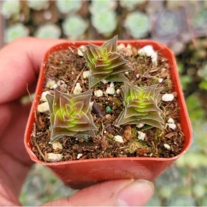 Crassula Capitella 'Pagoda Village' Succulent Live Plant 2 Inch Pot Indoor/Outdoor - Image 6