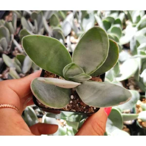 Crassula 'Fallwood' Succulent Live Plant - 2 Inch Pot for Indoor & Outdoor - Image 2