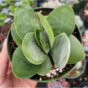 Crassula 'Fallwood' Succulent Live Plant - 2 Inch Pot for Indoor & Outdoor - Image 3