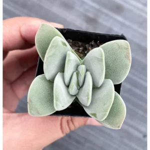 Crassula 'Fallwood' Succulent Live Plant - 2 Inch Pot for Indoor & Outdoor - Image 5