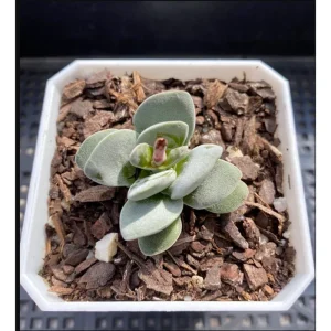 Crassula 'Fallwood' Succulent Live Plant - 2 Inch Pot for Indoor & Outdoor - Image 6