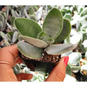 Crassula 'Fallwood' Succulent Live Plant - 2 Inch Pot for Indoor & Outdoor - Image 1